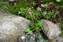 Saxifraga pseudopallida